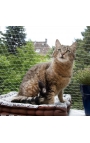 PAWISE Protection Net for Cats Transparent 6 x 3m