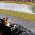 Pawise Protection Net for Cats Transparent 6 x 3m